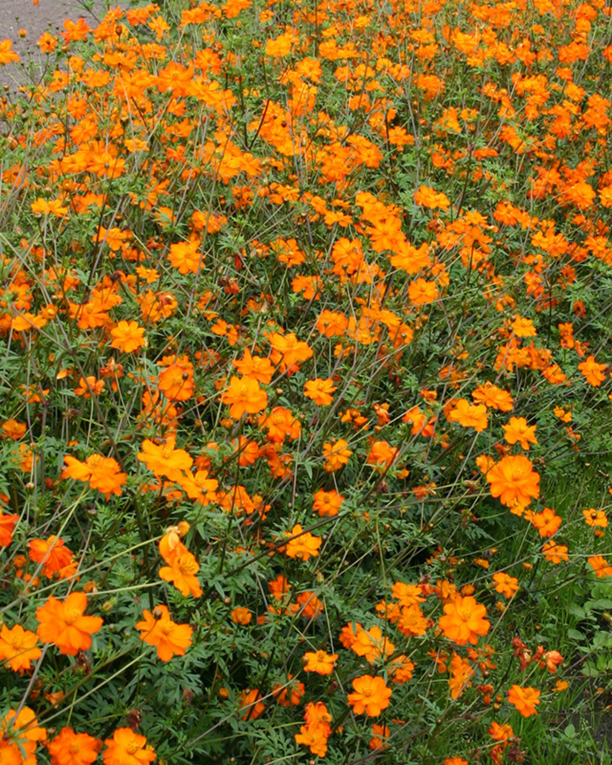 Cosmea, oranje BIO