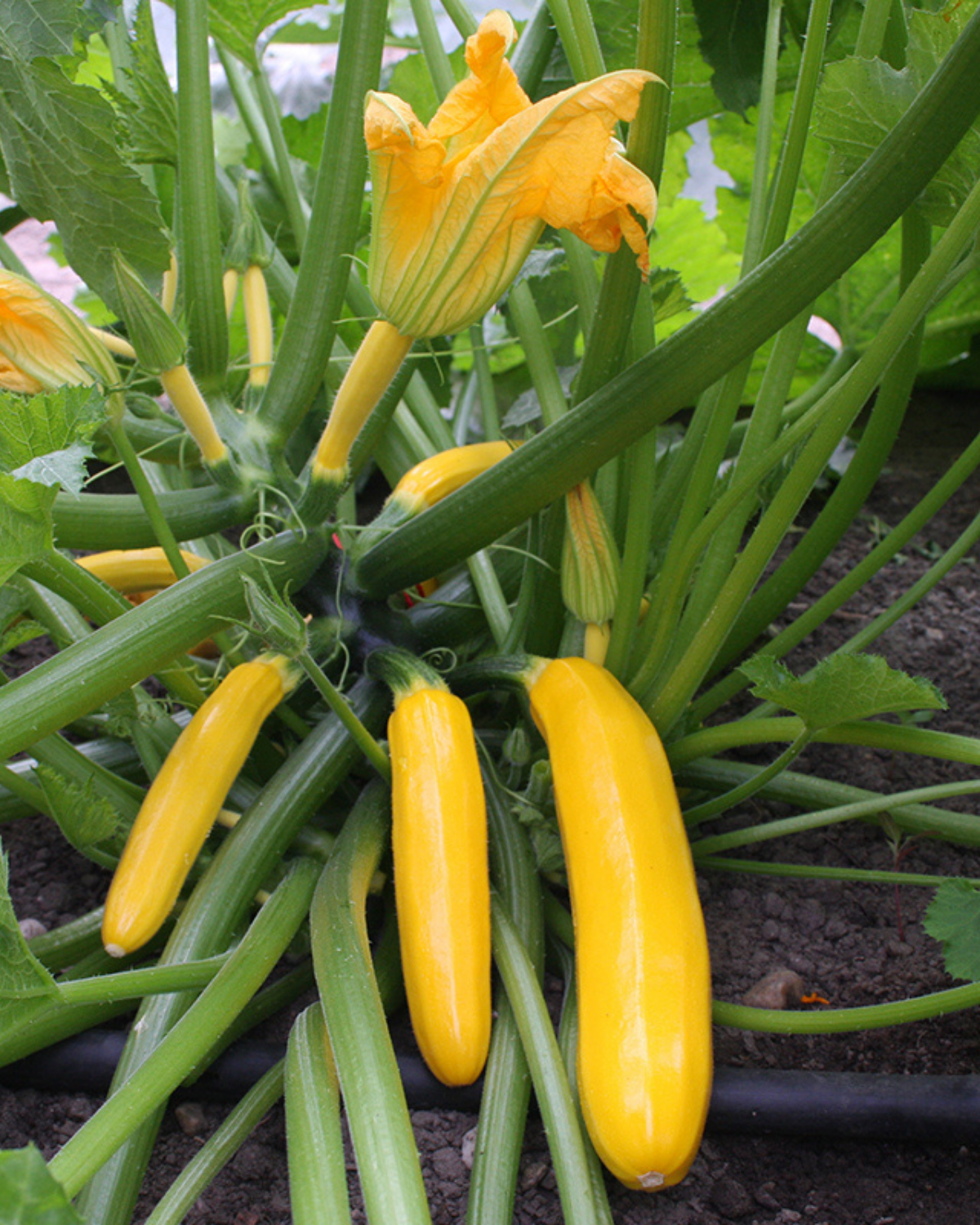 Courgette 'Ola Gabriella F1' BIO