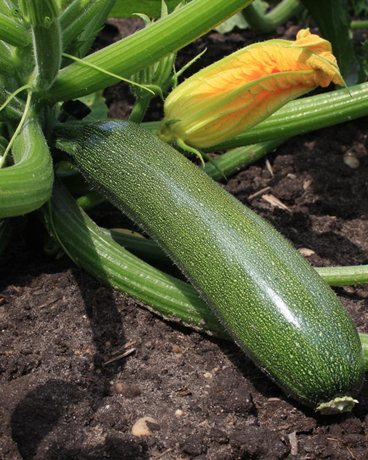 Courgette 'Zucchini' BIO