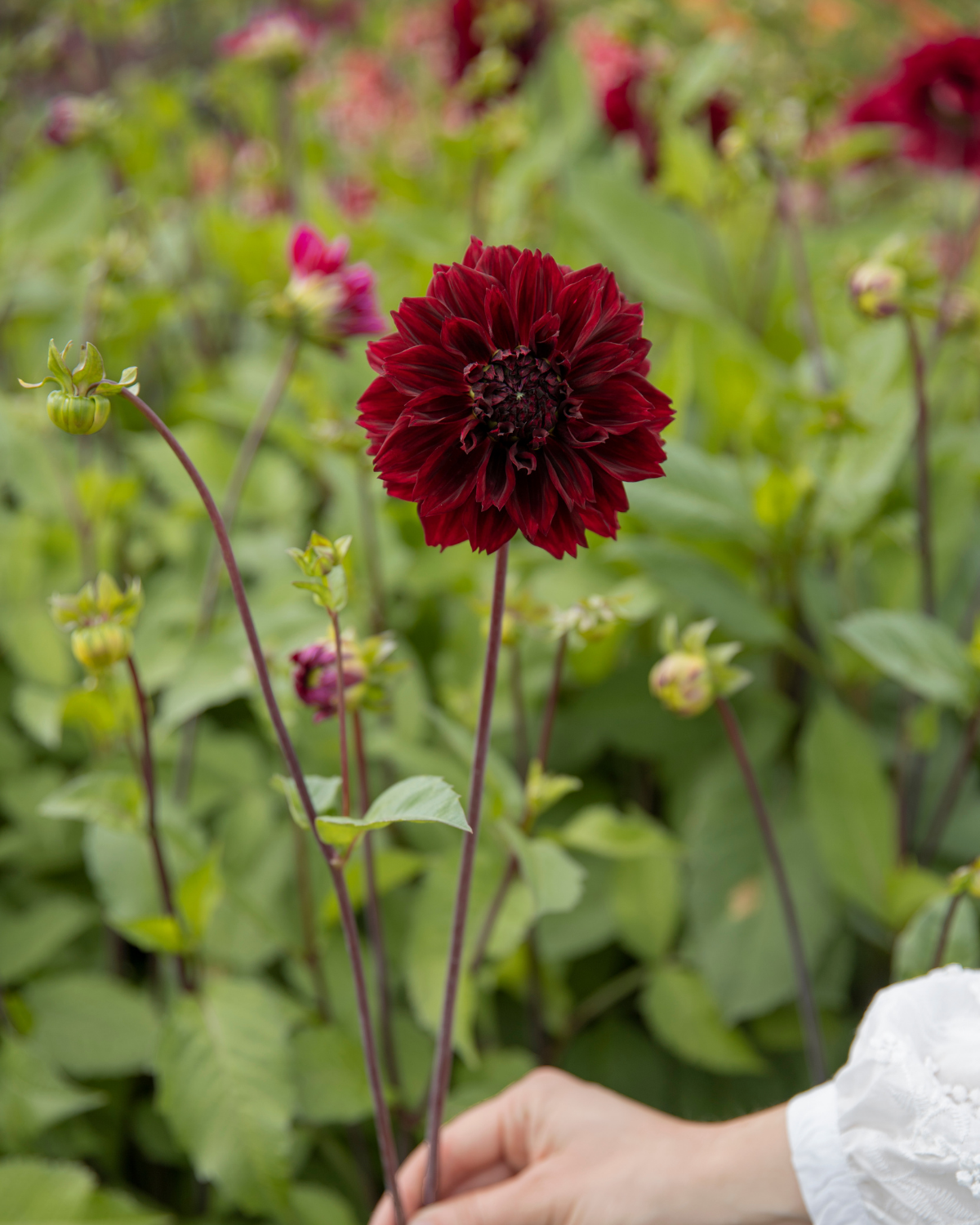Dahlia ‘Dark Fubuki’ BIO