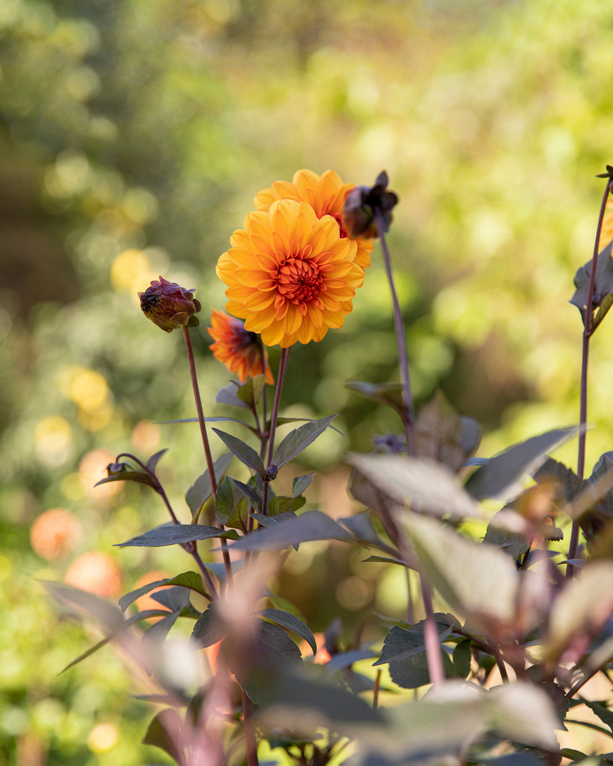 Dahlia ‘David Howard’ BIO