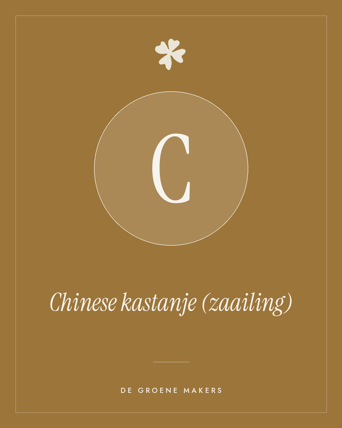 Chinese kastanje (zaailing) - De Groene Makers