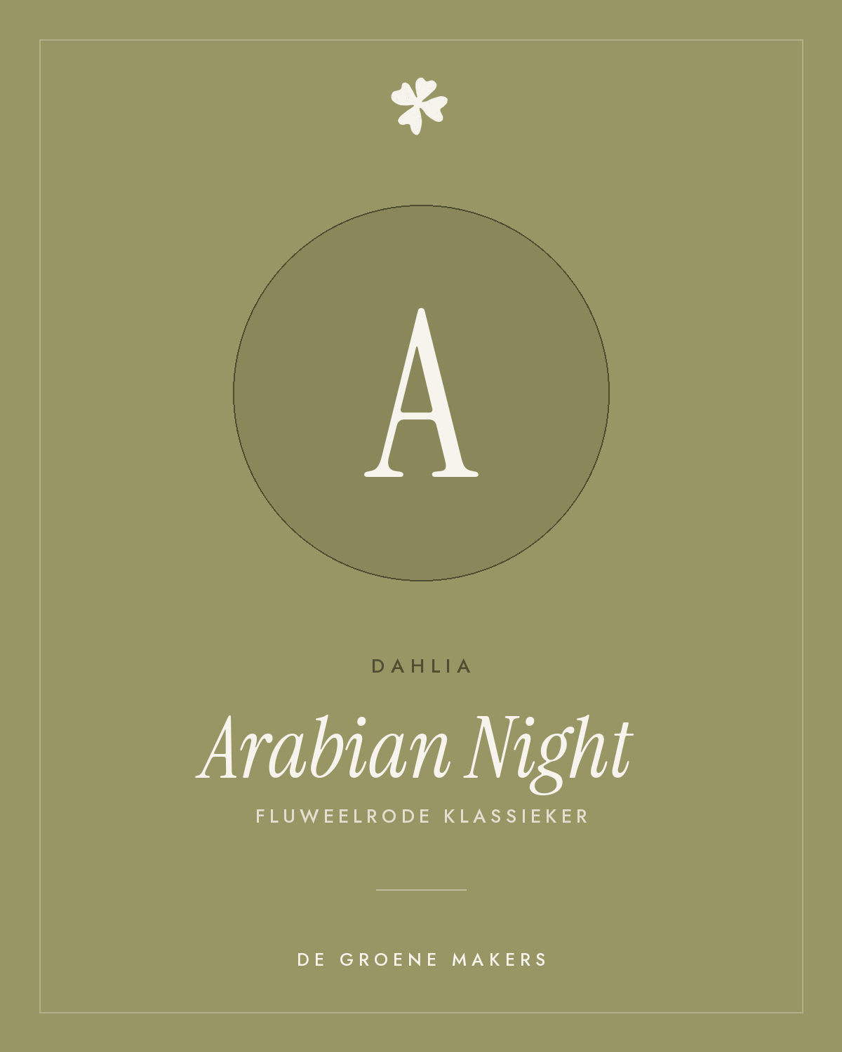 Dahlia 'Arabian Night' – De Groene Makers