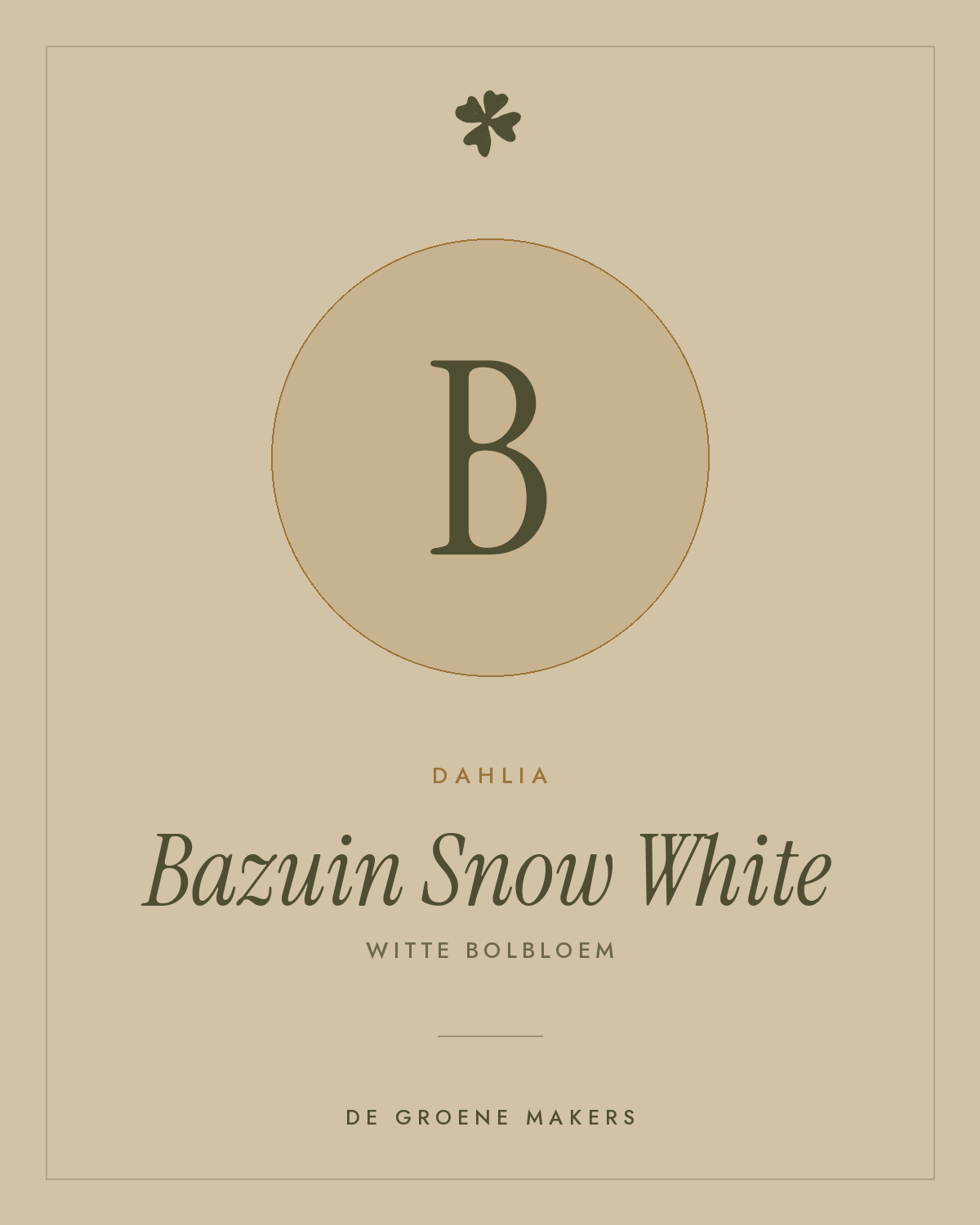 Dahlia 'Bazuin Snow White' – De Groene Makers