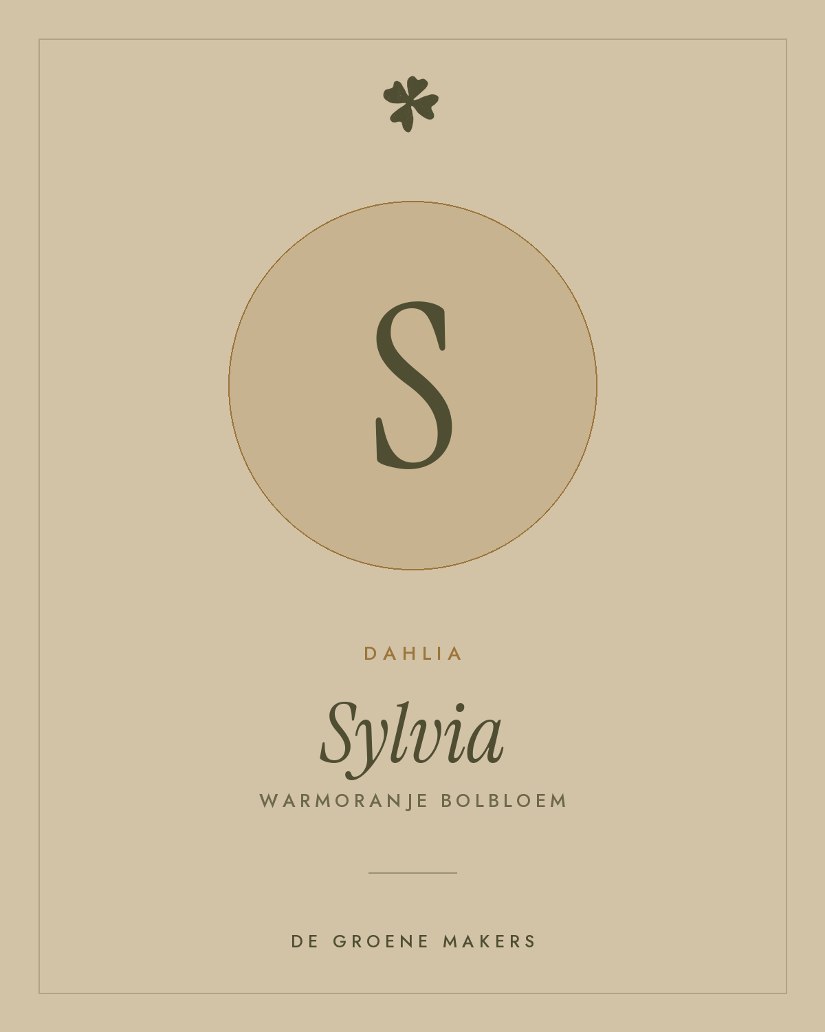 Dahlia 'Sylvia' – De Groene Makers