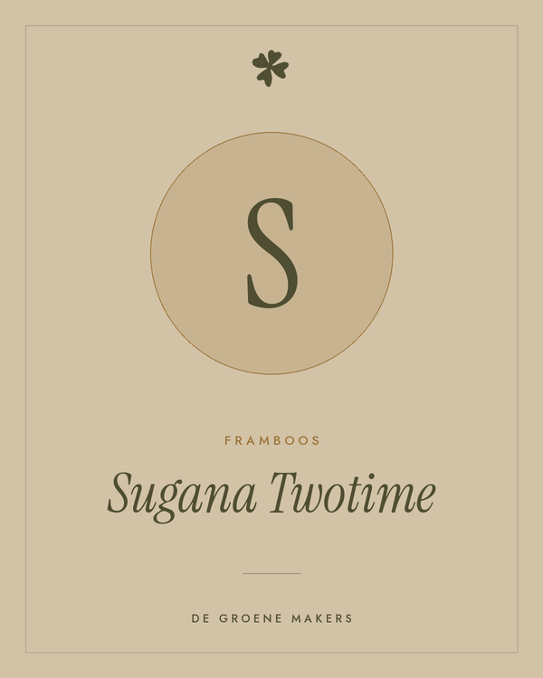 Framboos 'Sugana Twotime' – De Groene Makers