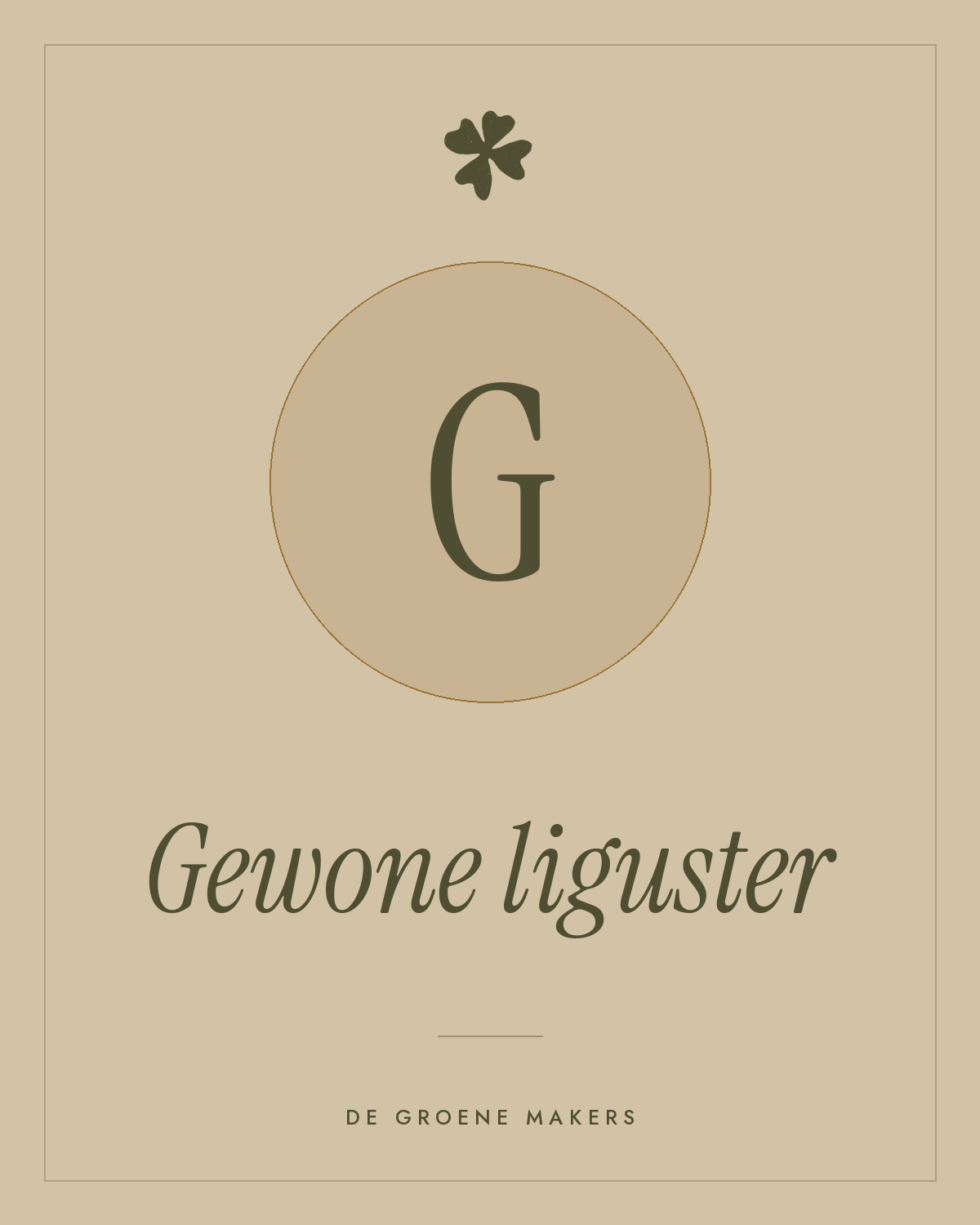 Gewone liguster - De Groene Makers