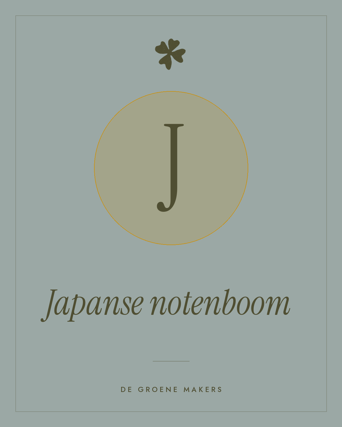 Japanse notenboom - De Groene Makers