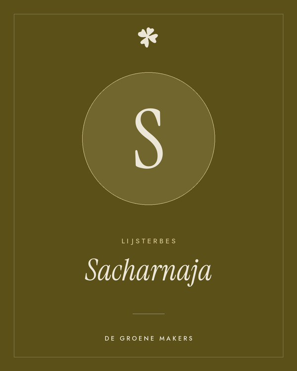 Lijsterbes 'Sacharnaja' – De Groene Makers