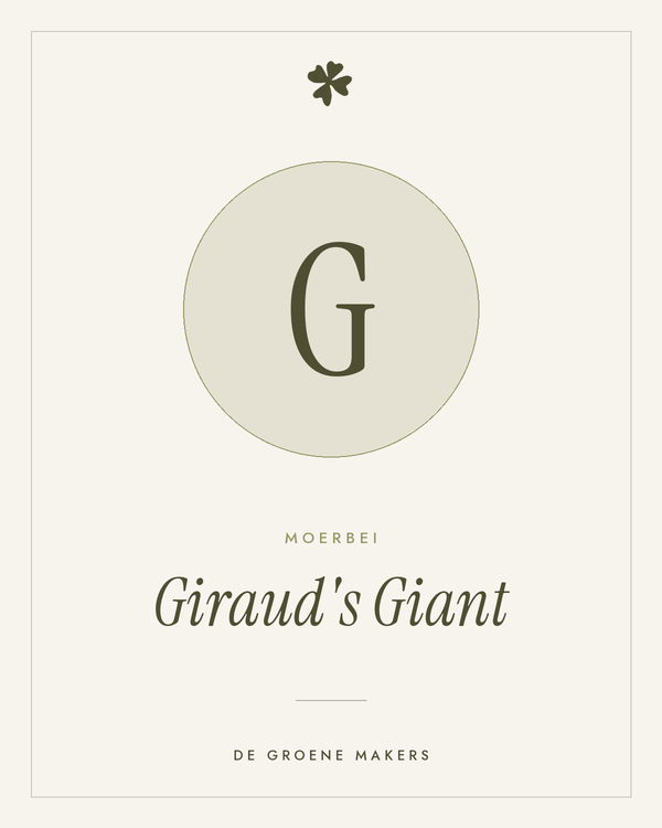 Moerbei 'Giraud's Giant' – De Groene Makers