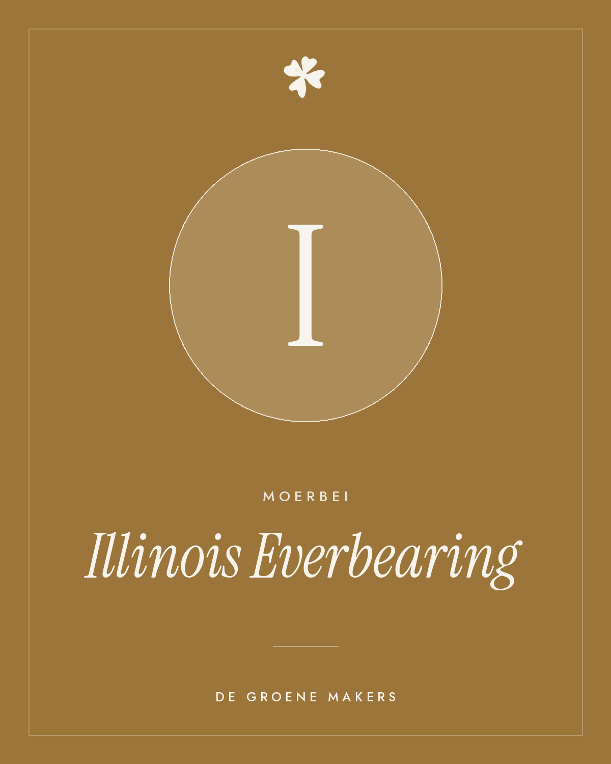 Moerbei 'Illinois Everbearing' – De Groene Makers