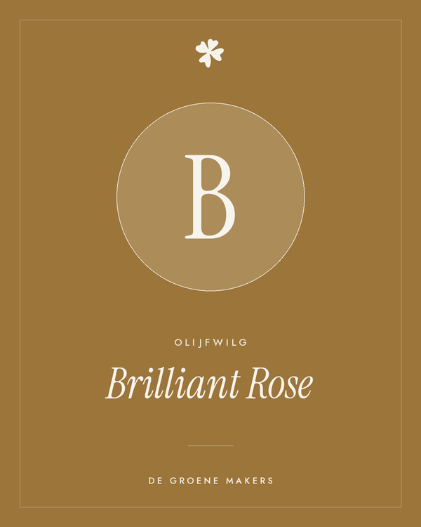 Olijfwilg 'Brilliant Rose' – De Groene Makers