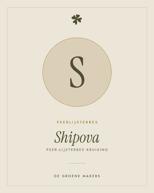 Peerlijsterbes 'Shipova' – De Groene Makers