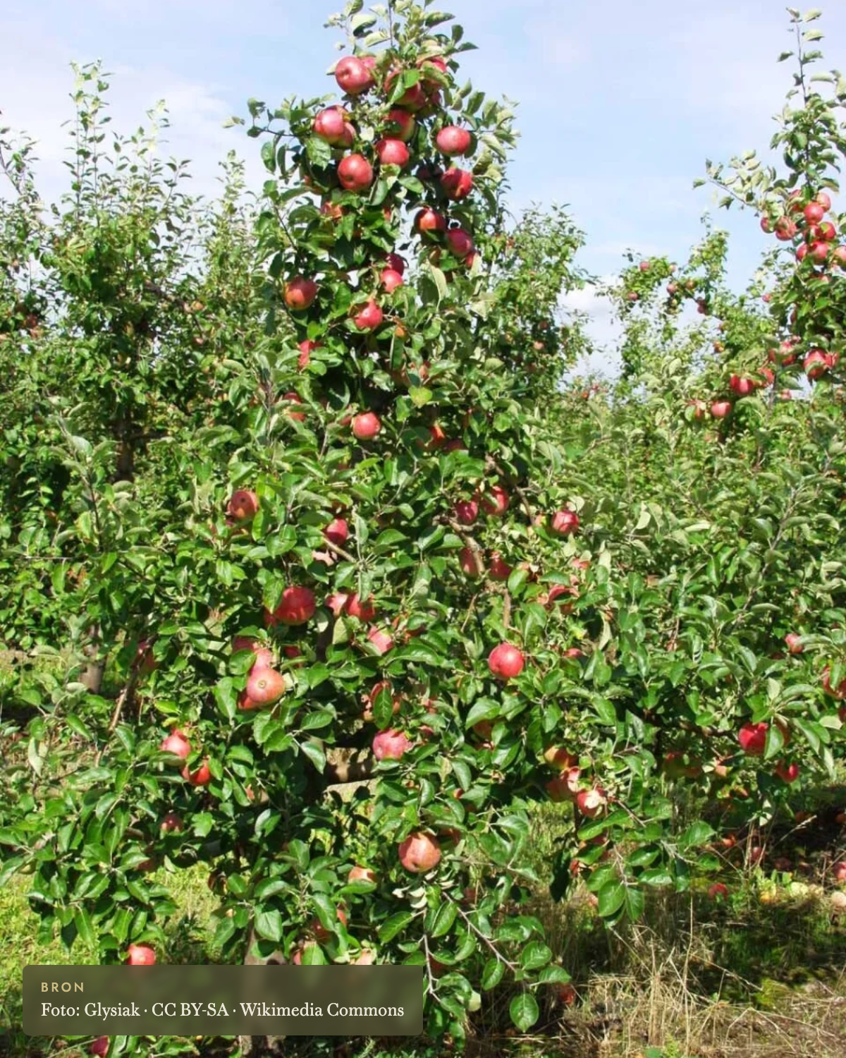 Appel 'Delikates' - appelboom De Groene Makers