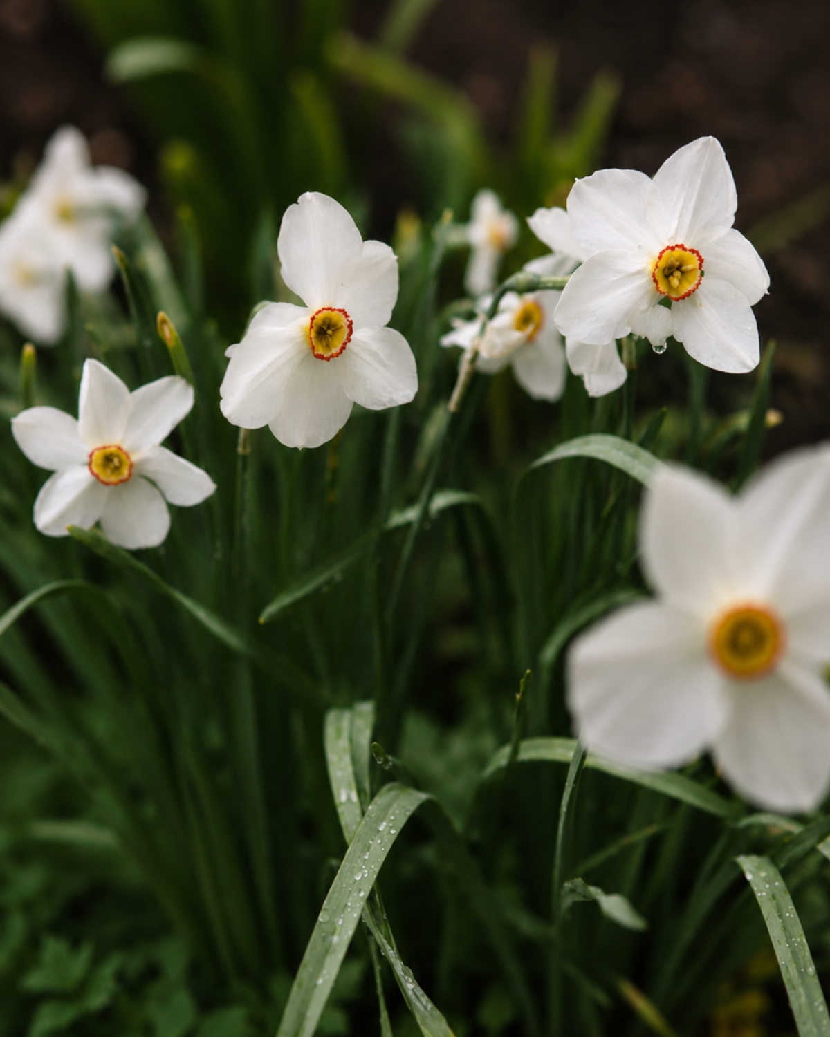 Dichtersnarcis (narcissus poeticus recurvus) BIO (8 stuks)