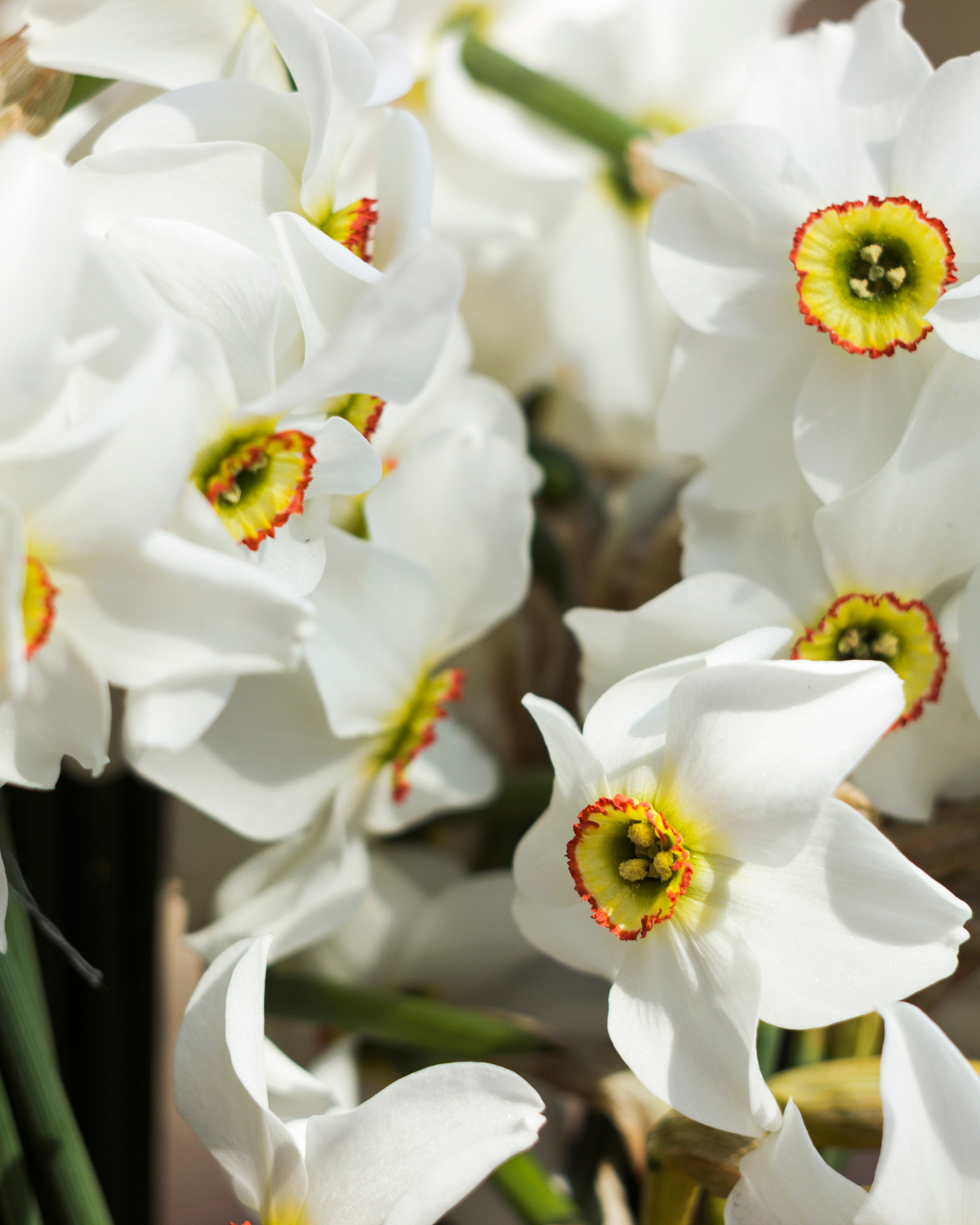 Dichtersnarcis (narcissus poeticus recurvus) BIO (8 stuks)