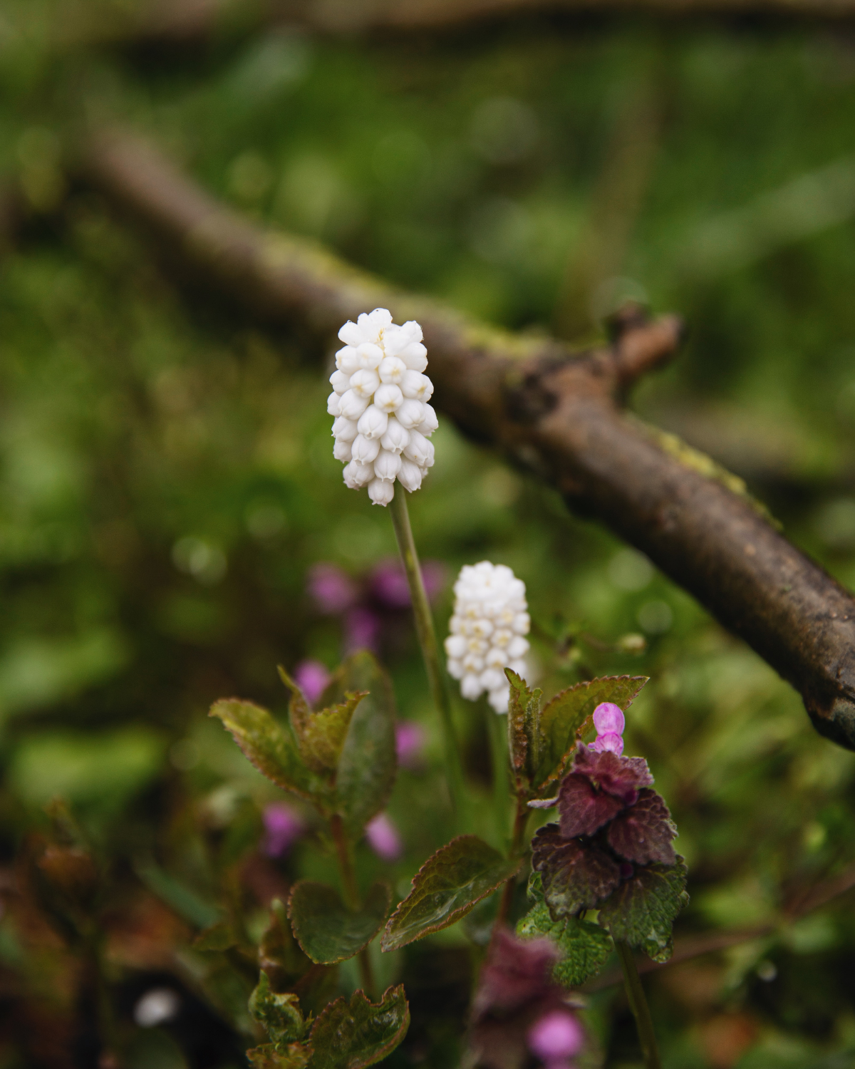 Druifjes 'Album' (muscari armeniacum) BIO (15 stuks)