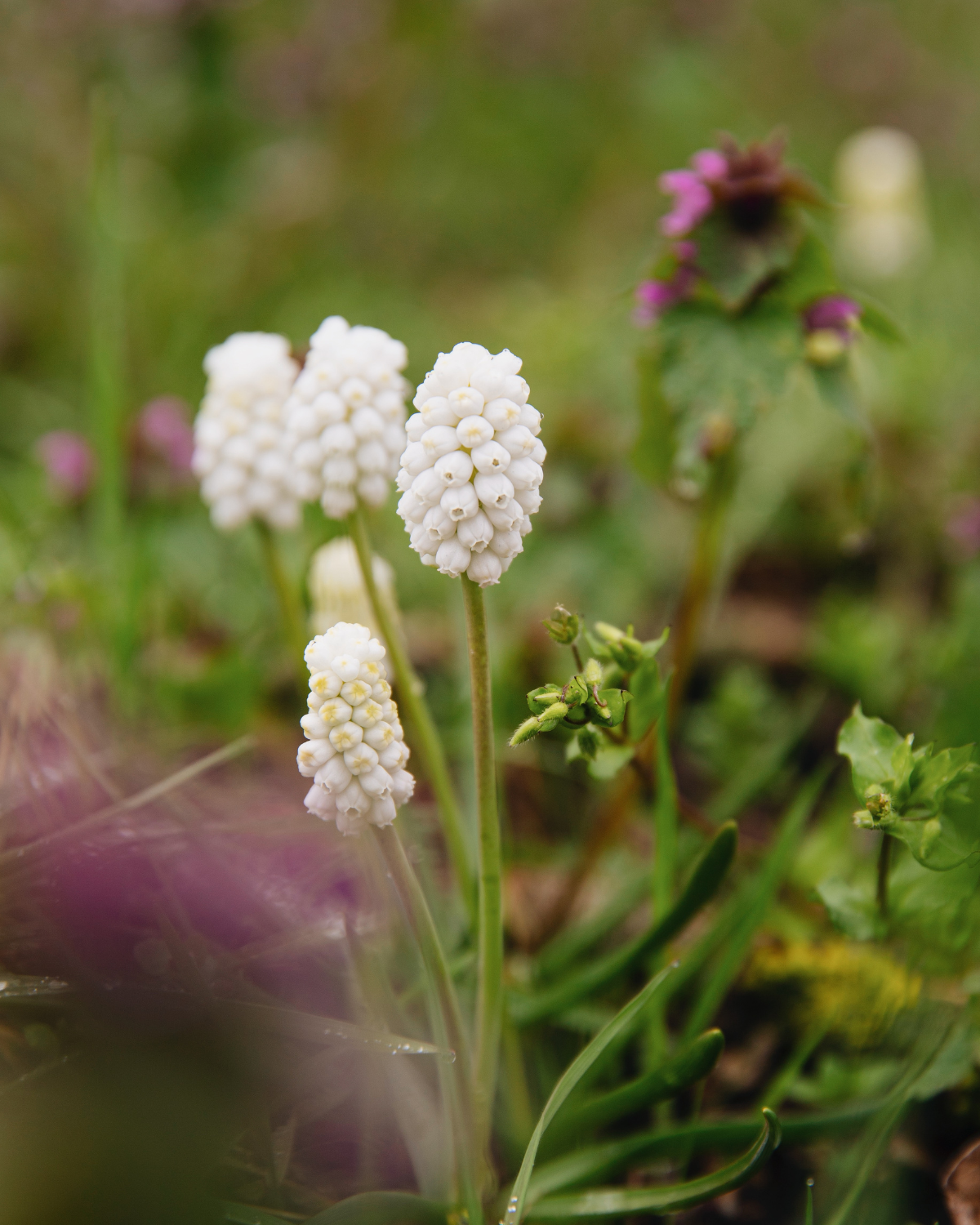 Druifjes 'Album' (muscari armeniacum) BIO (15 stuks)