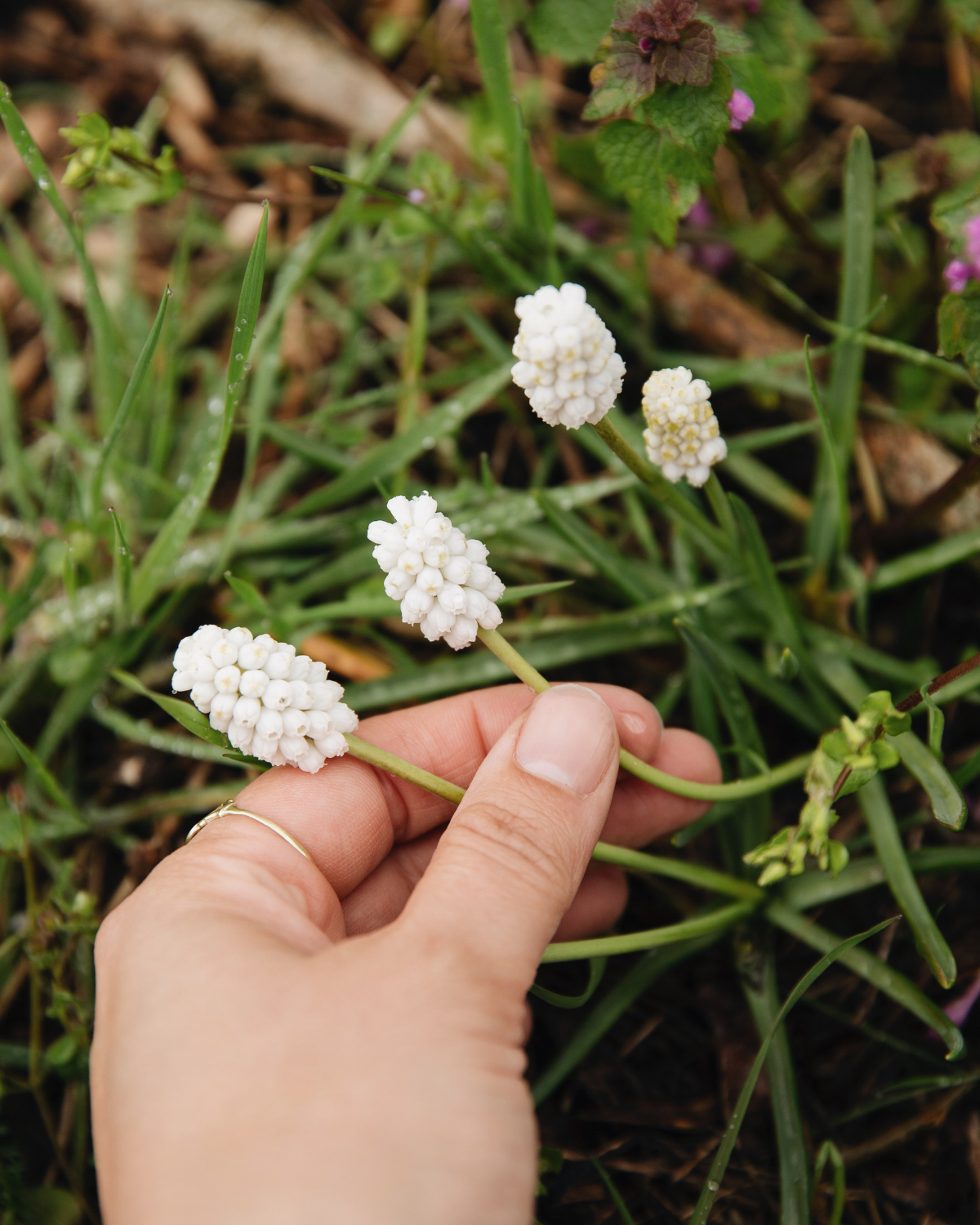 Druifjes 'Album' (muscari armeniacum) BIO (15 stuks)