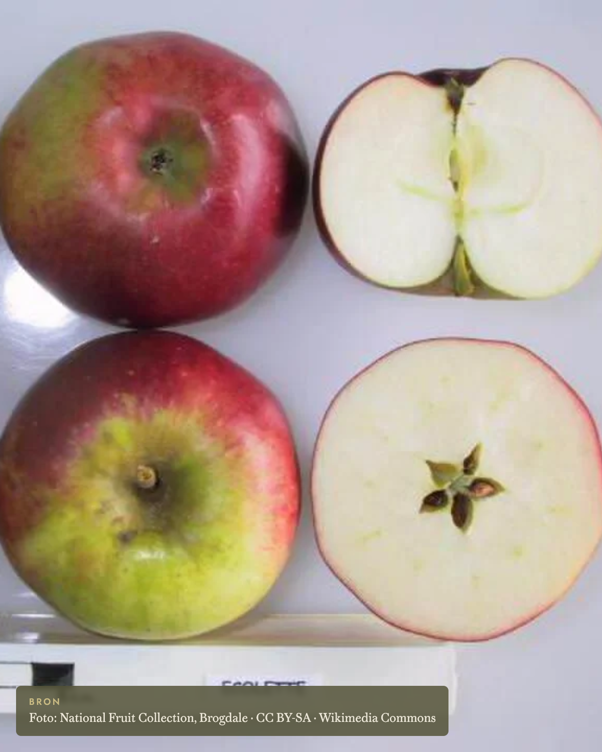 Appel 'Ecolette' - appelboom De Groene Makers