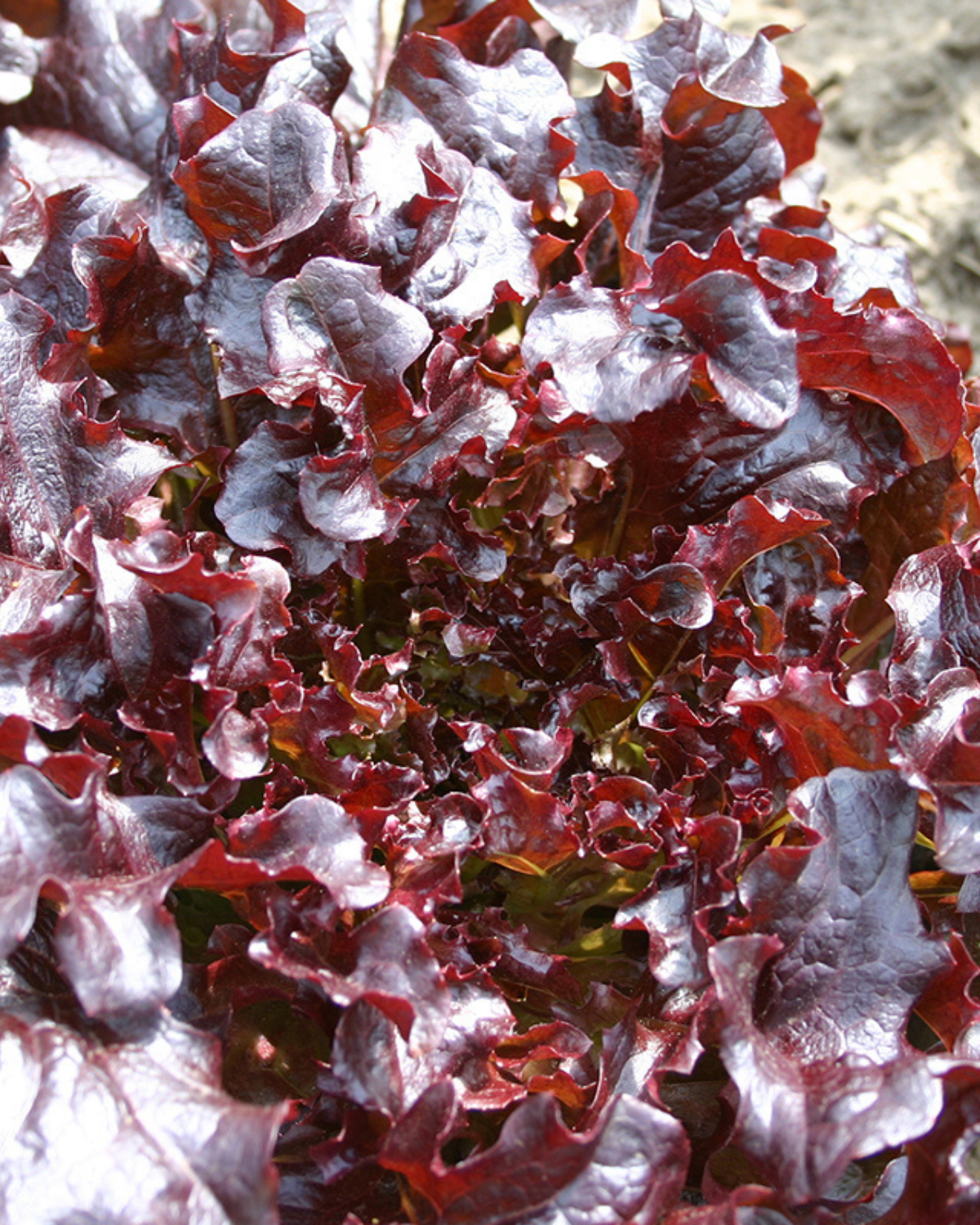 Eikenbladsla 'Red Salad Bowl' BIO