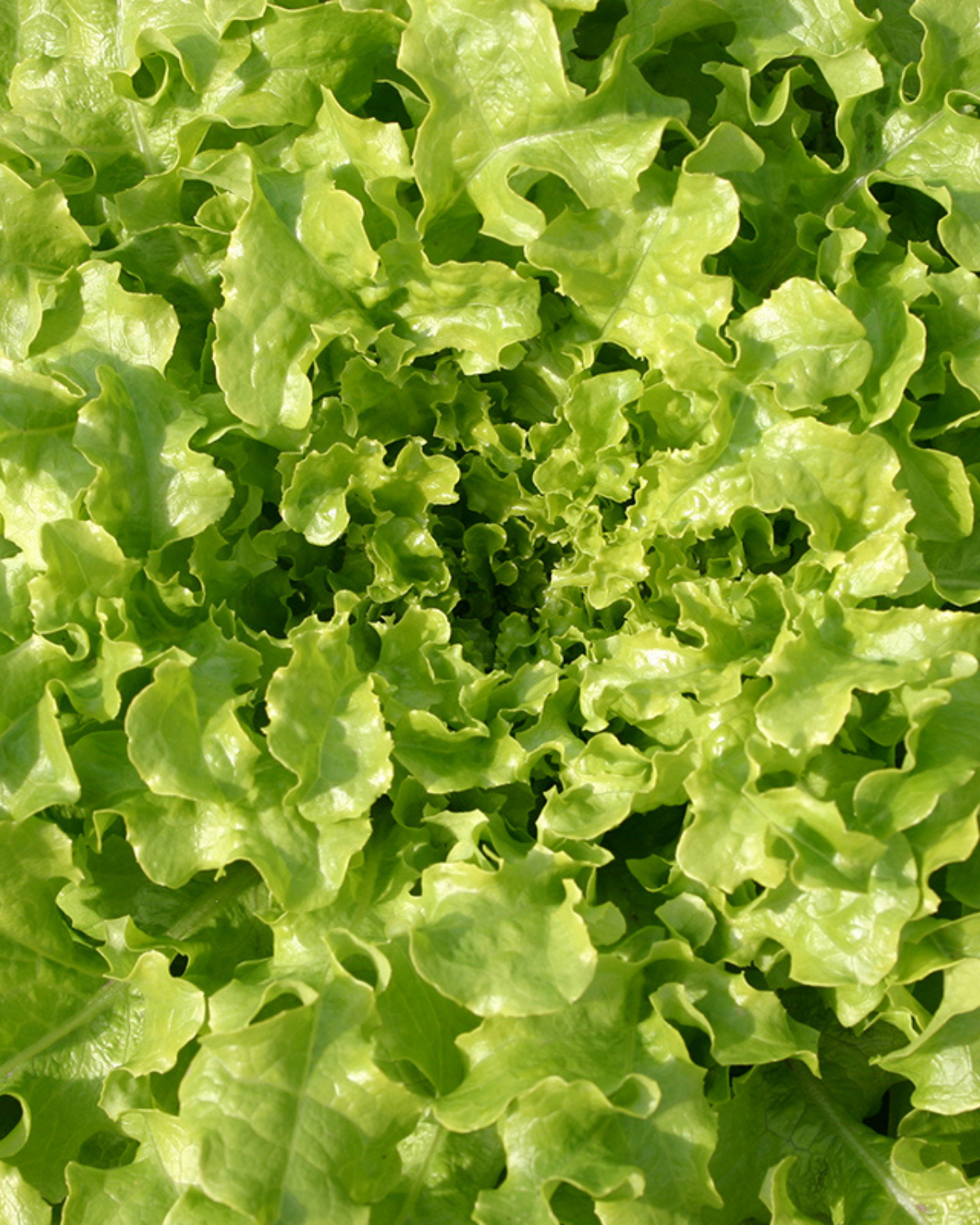 Eikenbladsla 'Salad Bowl' BIO