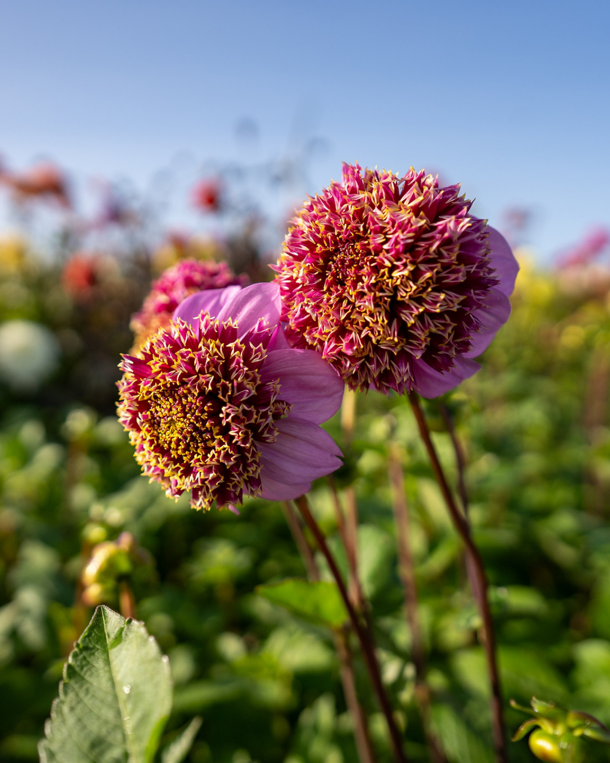 Dahlia ‘Fenna Baaij’ BIO
