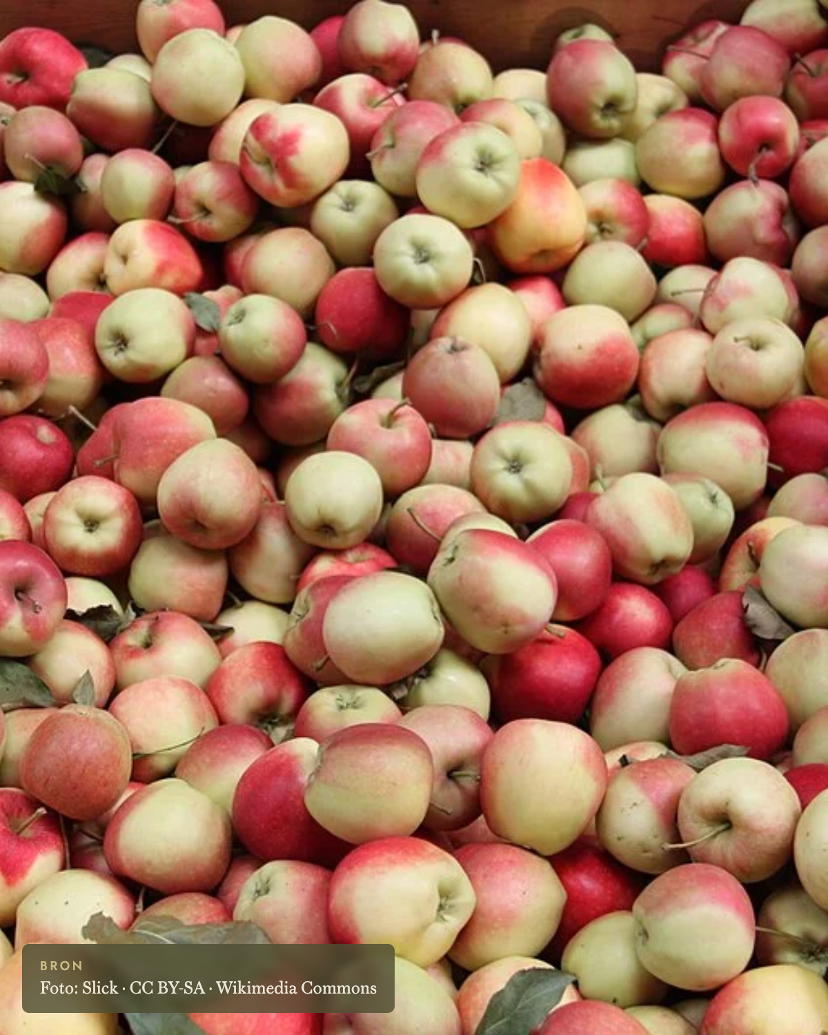 Appel 'Gala' - appelboom De Groene Makers