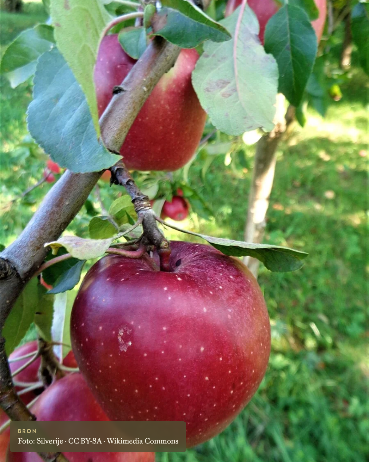 Appel 'Gloster' - appelboom De Groene Makers