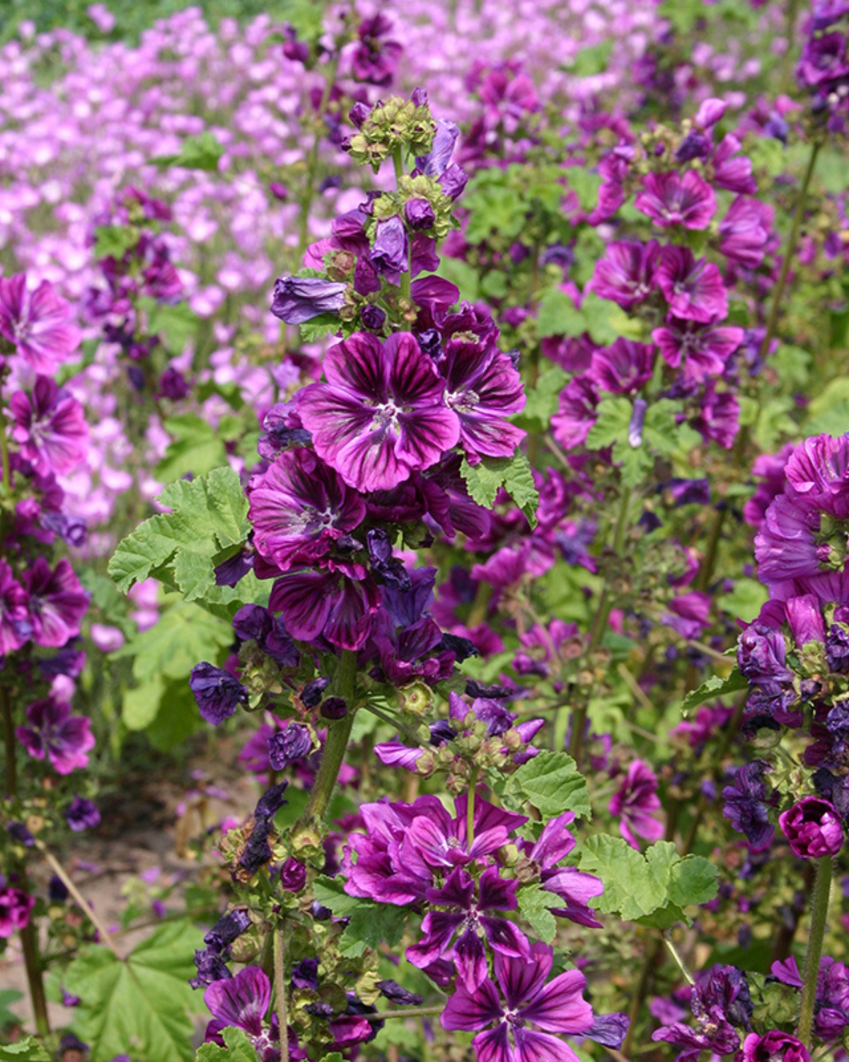 Groot kaasjeskruid 'Mauritanica' BIO
