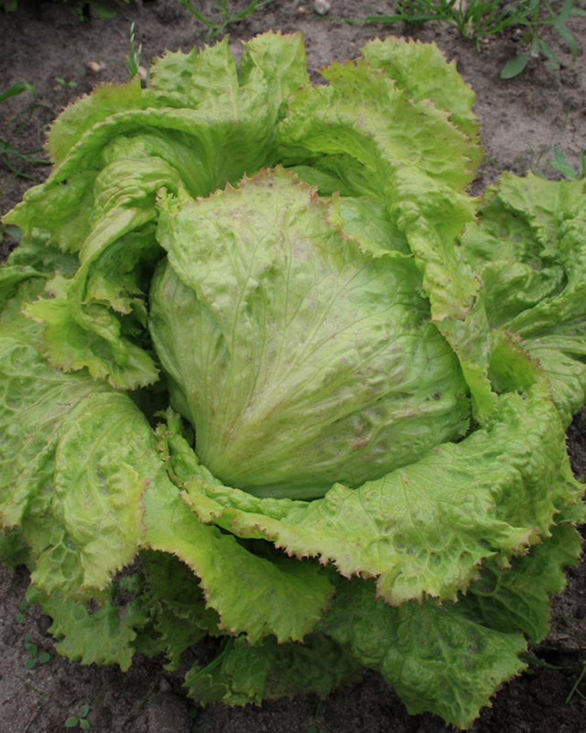 IJsbergsla 'Grazer Krauthäuptel 2' BIO