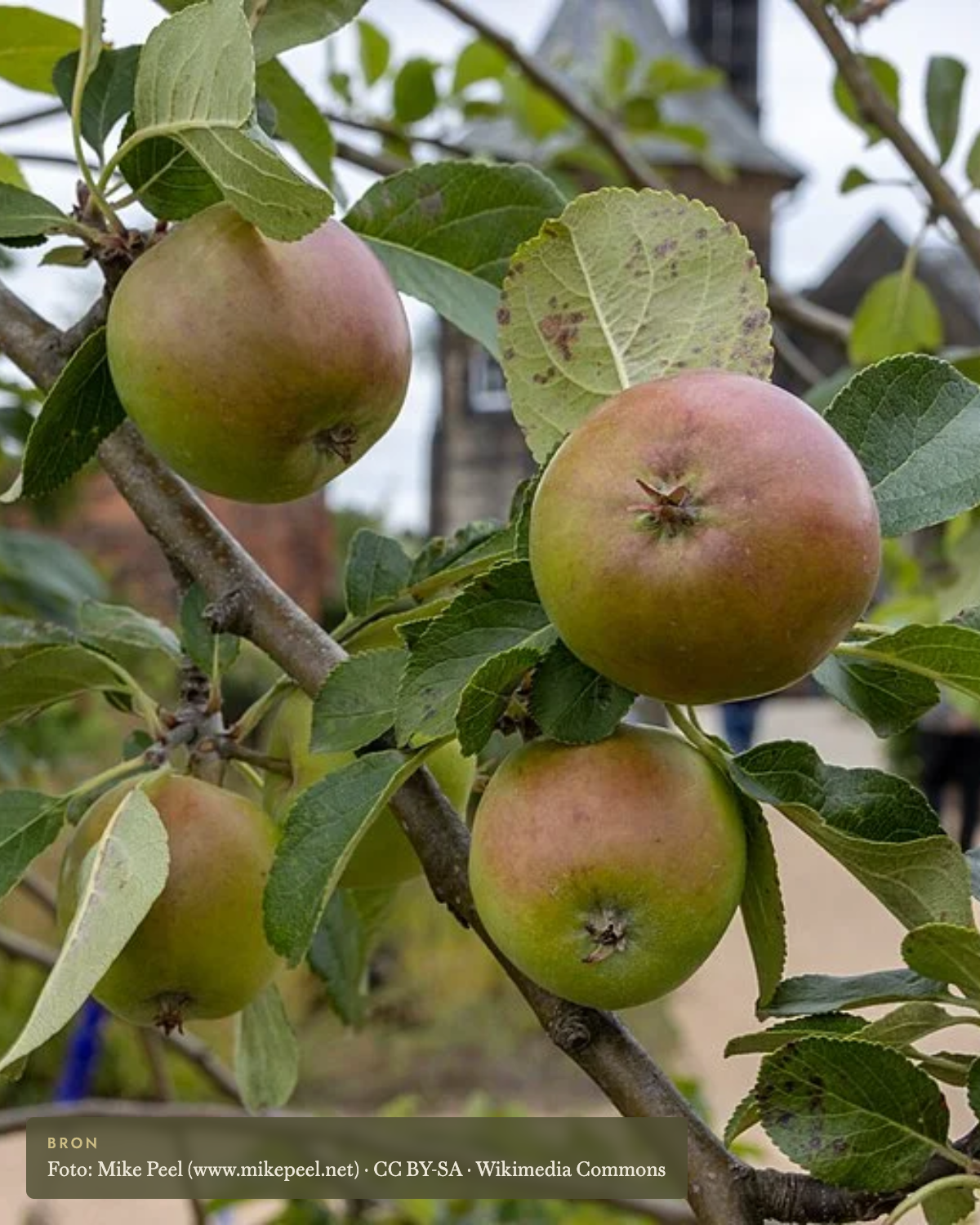 Appel 'James Grieve' - appelboom De Groene Makers
