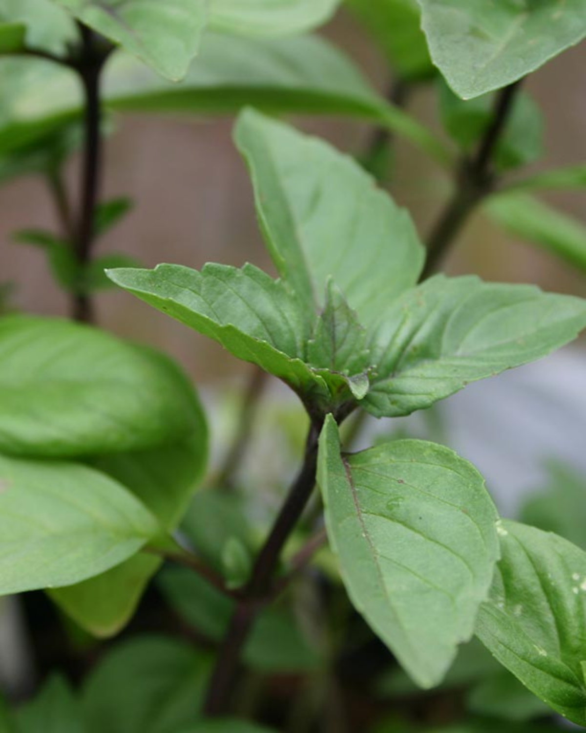 Kaneelbasilicum 'Cinnamon' BIO