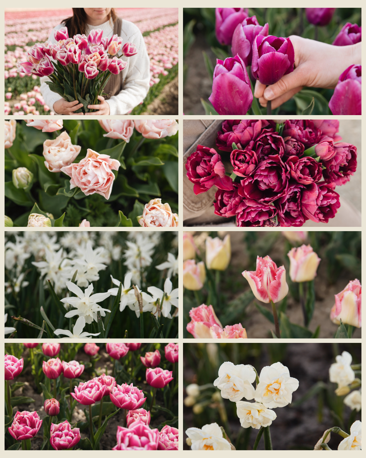 Voorjaarspakket 'Keukenhof' BIO (64 stuks)