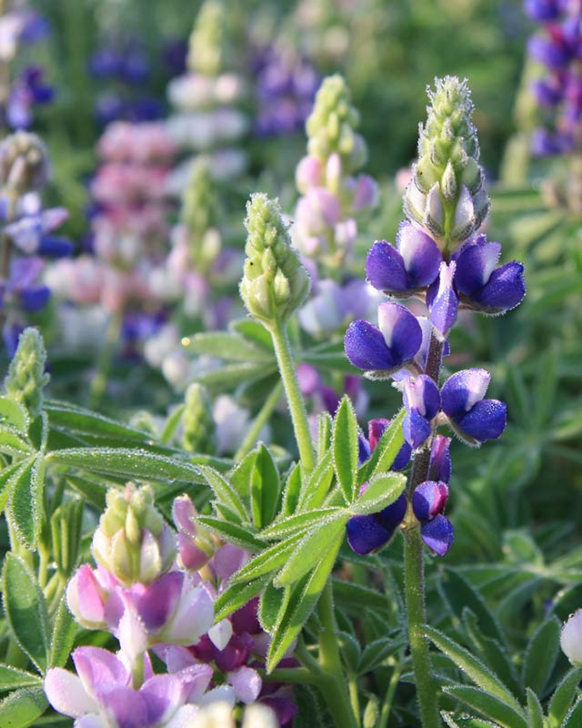 Kleine lupine BIO