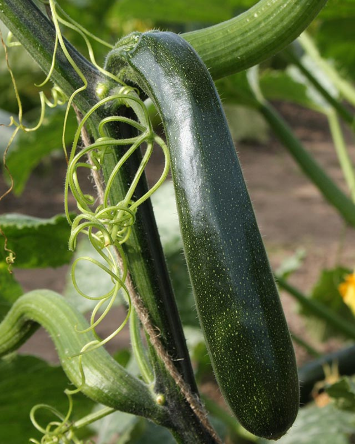 Klimcourgette 'Ola Escaladora' BIO