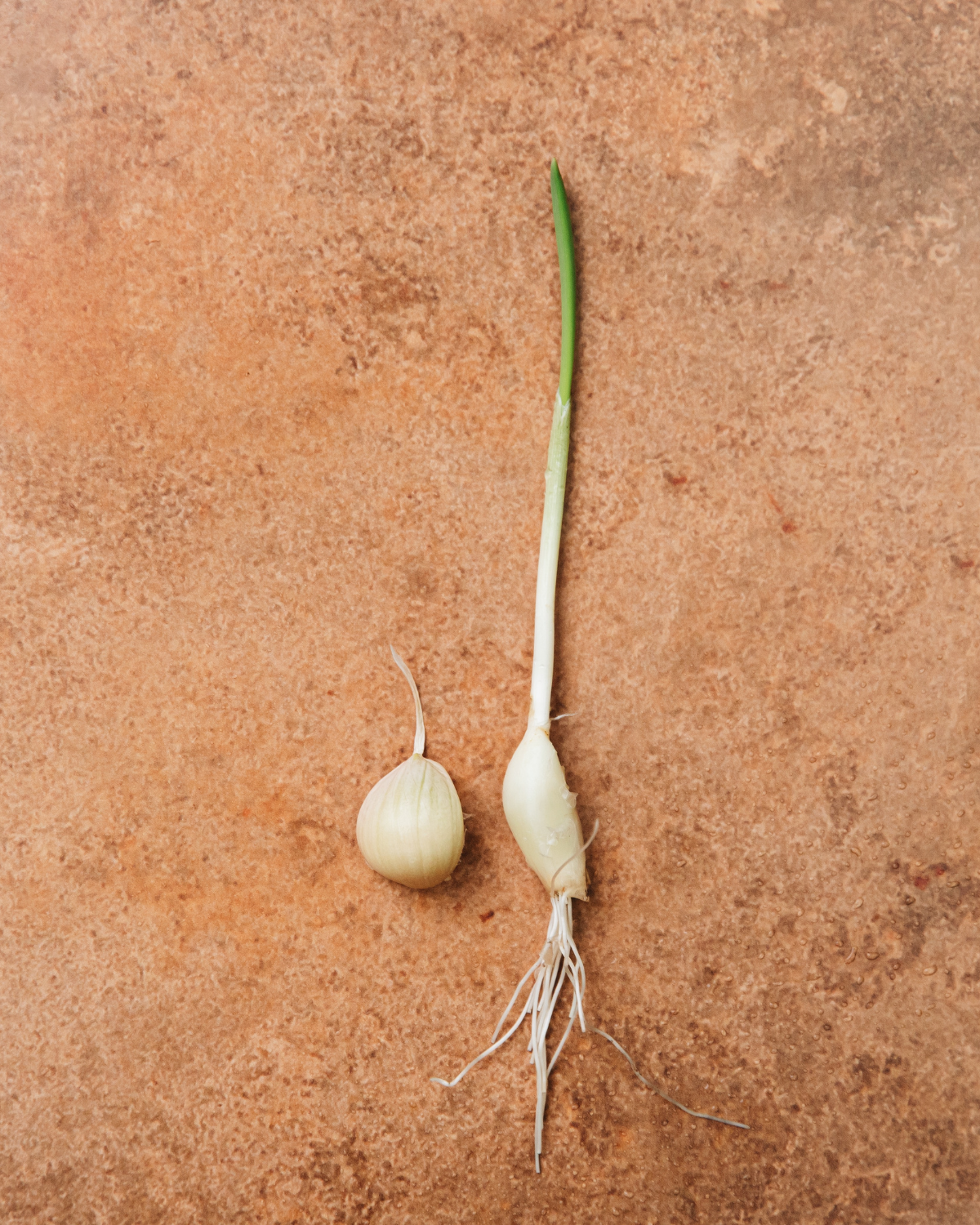 Plantknoflook 'Vallelado' BIO (3 bollen)