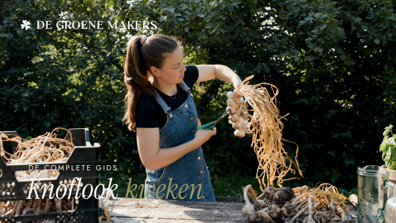 Zelf knoflook kweken in de moestuin