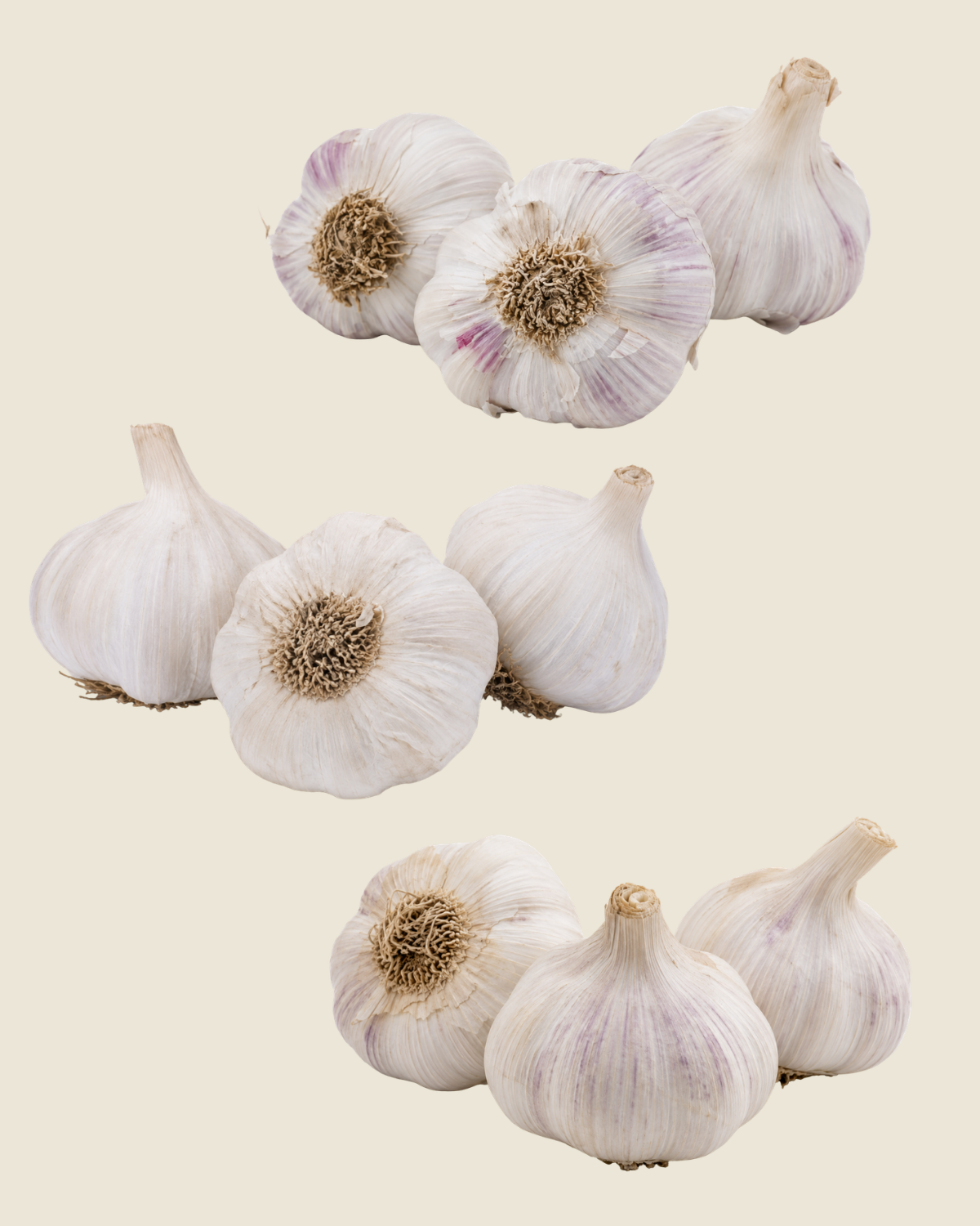 Knoflooktrio BIO met negen bollen plantknoflook in drie soorten: Morado, Messidor en Vallelado
