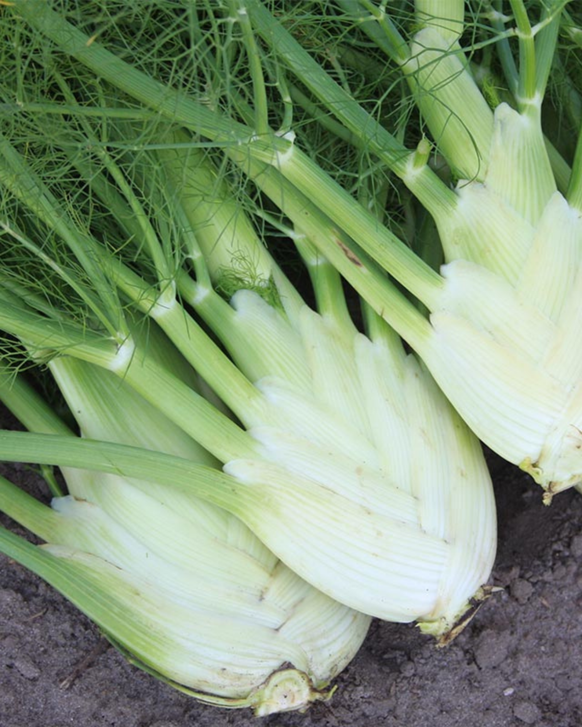 Knolvenkel 'Géant Mammouth Perfection' BIO