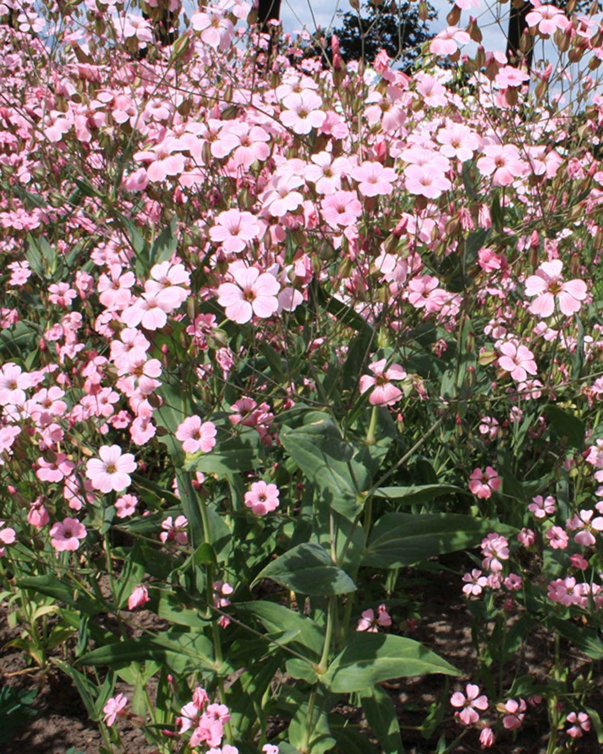 Koekruid, roze BIO