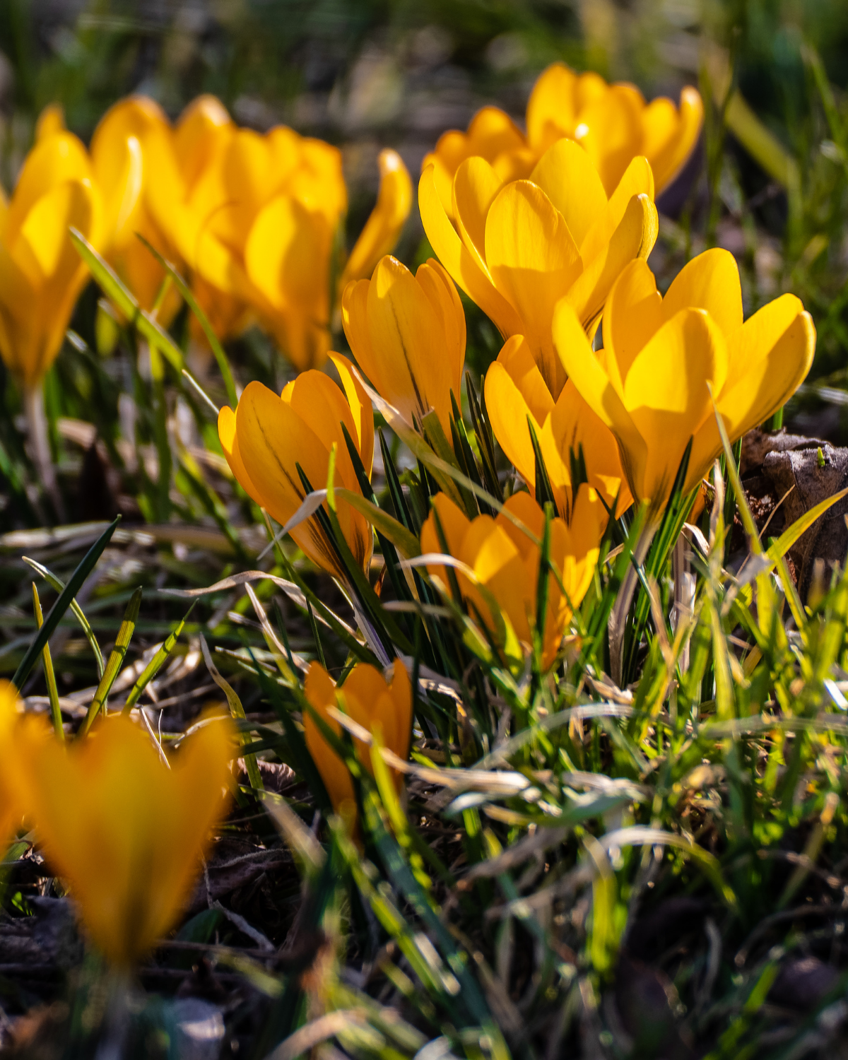Krokus 'Golden Yellow' (crocus flavus) BIO (10 stuks)