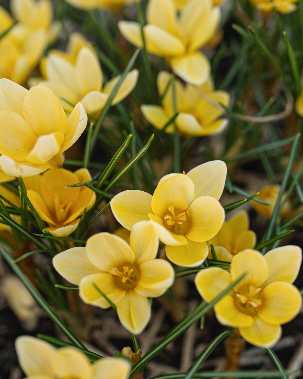 Krokus 'Romance' (crocus chrysanthus) BIO (10 stuks)