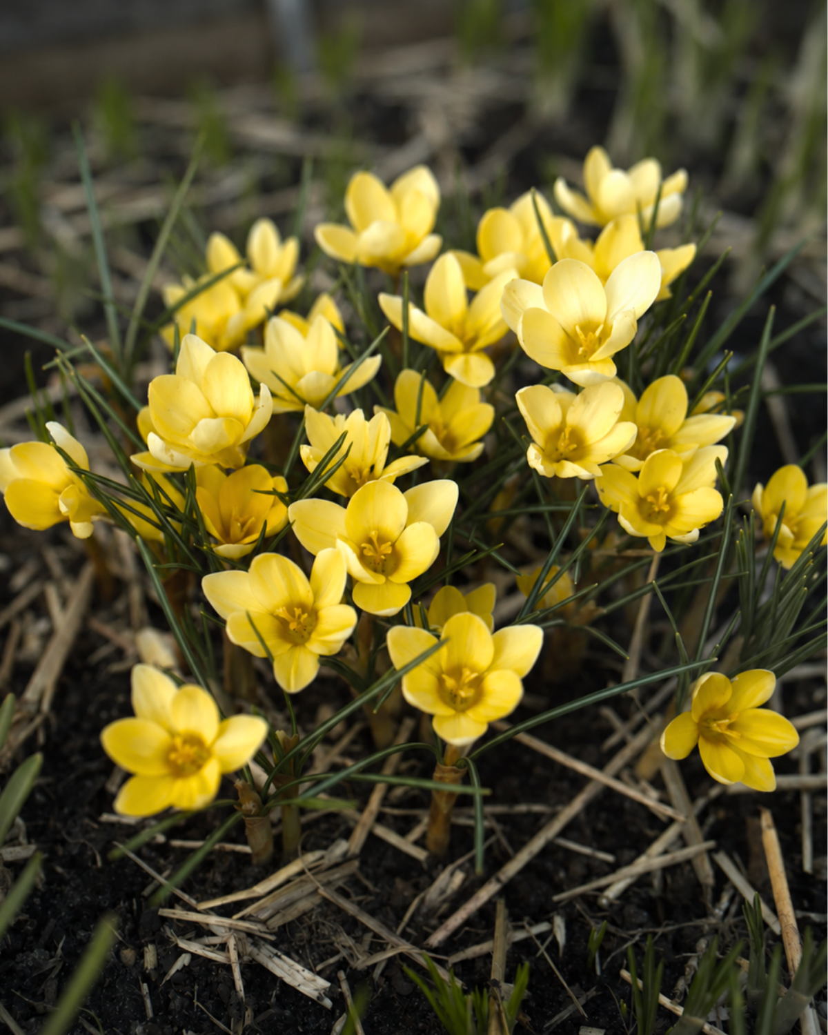 Krokus 'Romance' (crocus chrysanthus) BIO (10 stuks)