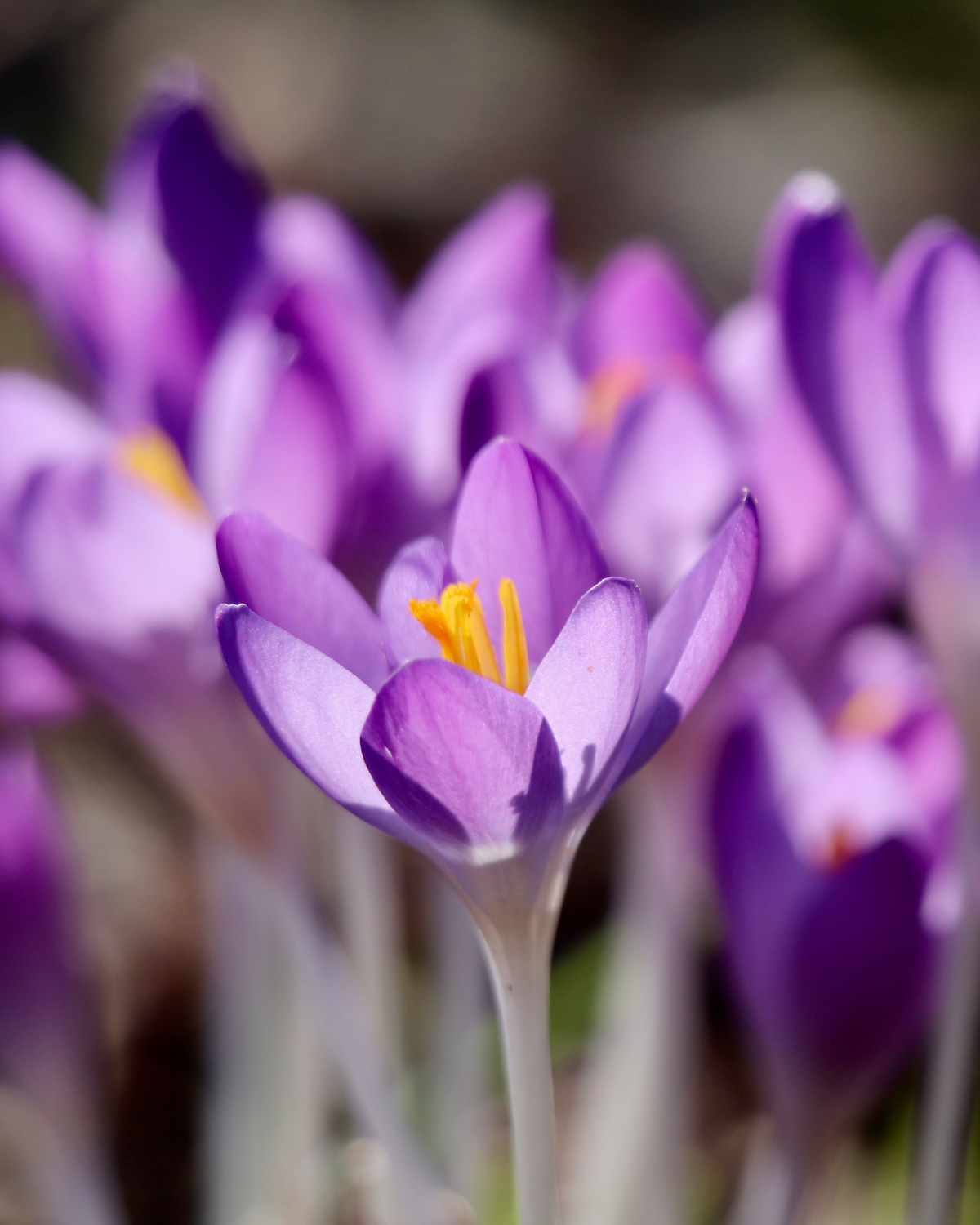 Krokus 'Ruby Giant' (crocus tommasinianus) BIO (10 stuks)