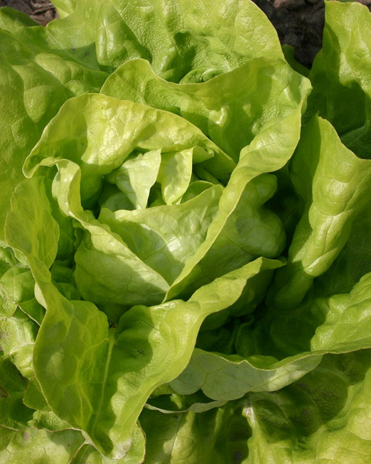 Kropsla 'Twellose Gele' BIO