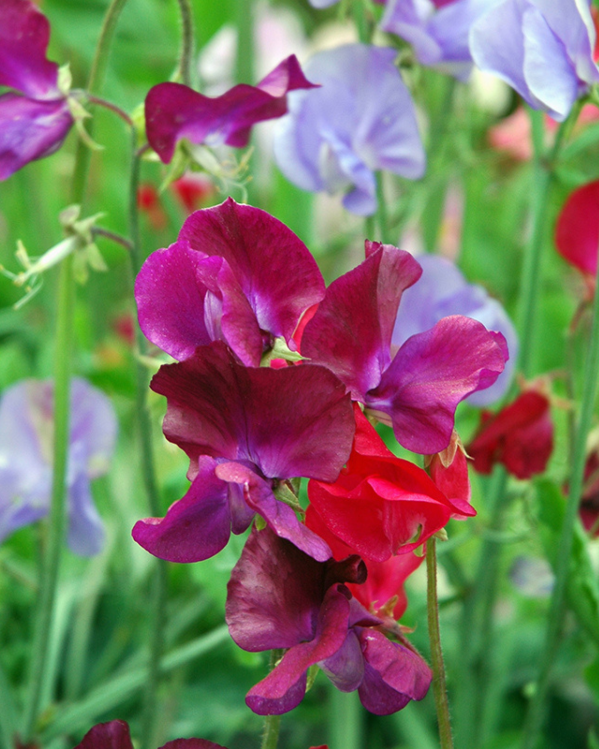 Lathyrus BIO