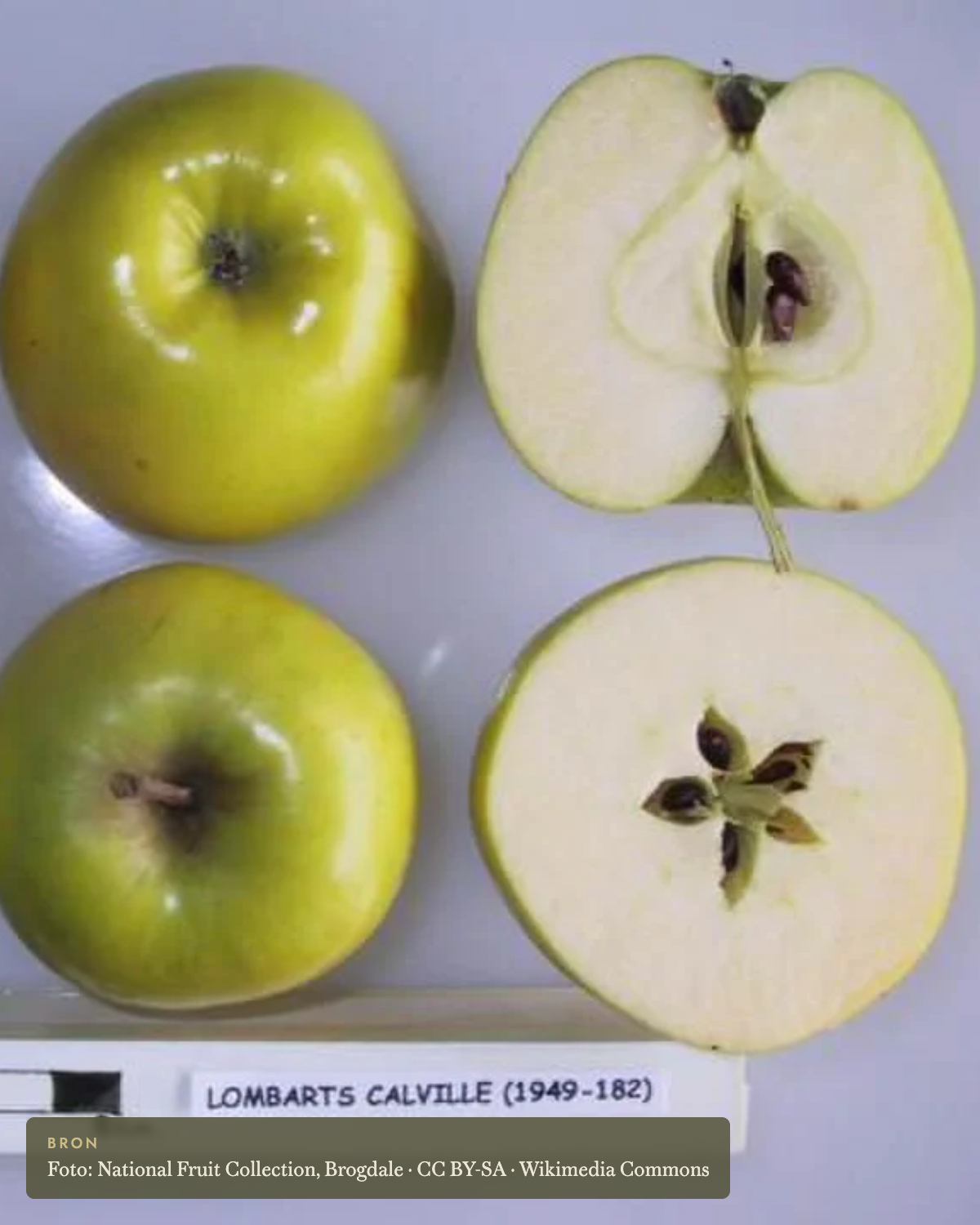 Appel 'Lombart's Calville' - appelboom De Groene Makers