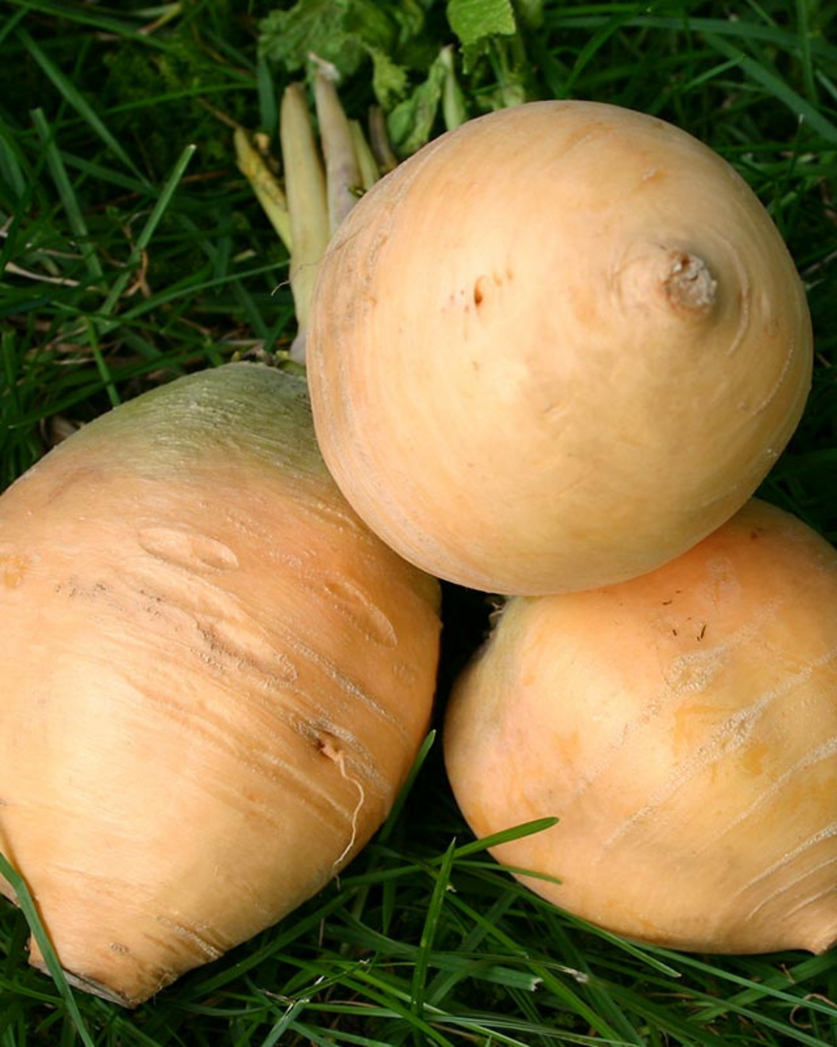 Meiraap 'Goldana' BIO