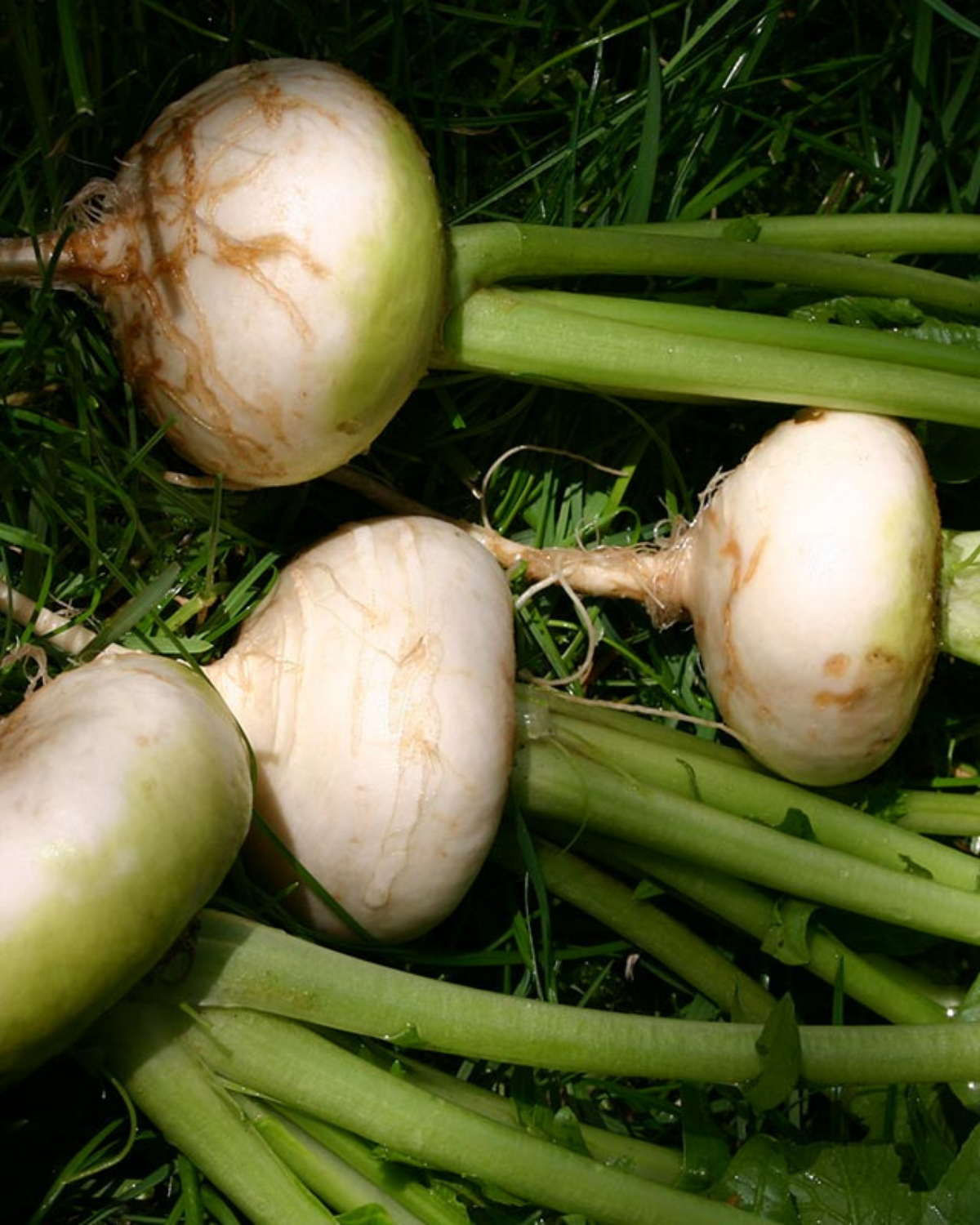 Meiraap 'Platte Witte Mei' BIO